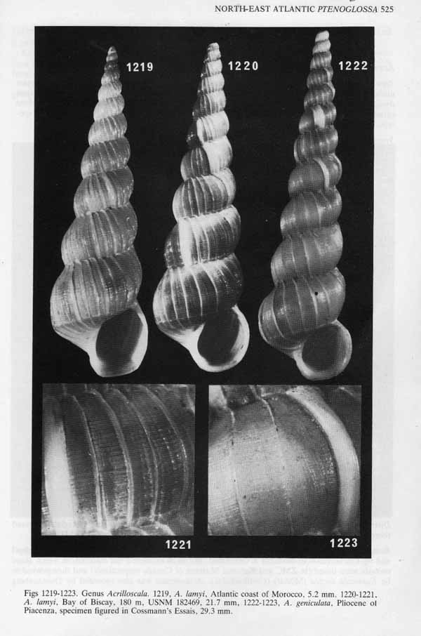 Acrilloscala geniculata